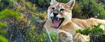 Puma Unsichtbarer Jger der Anden