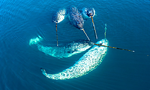 Award for Naturvision Filmfestival 2025