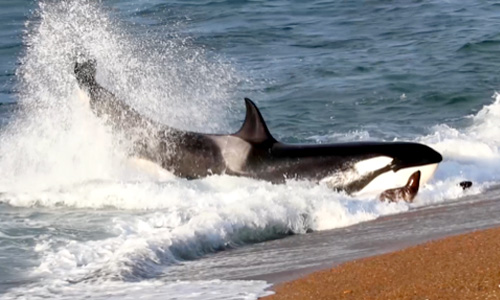 Award for Naturvision Filmfestival 2025